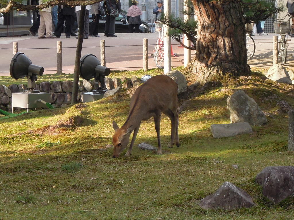 奈良国立博物館の写真5