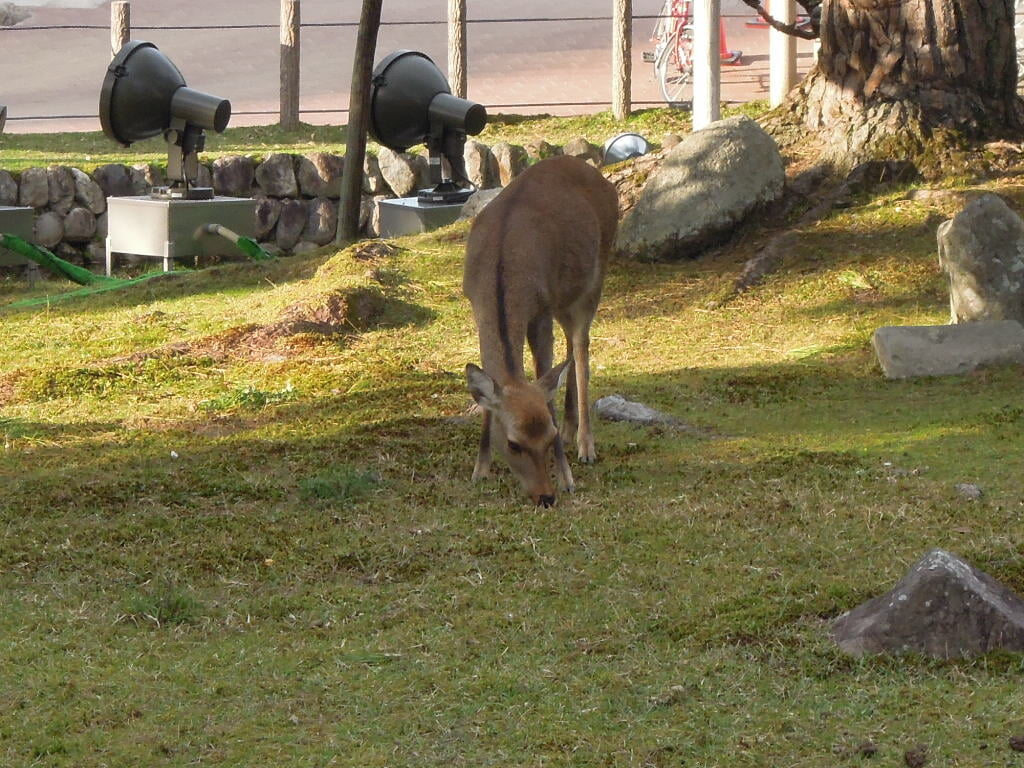 奈良国立博物館の写真8