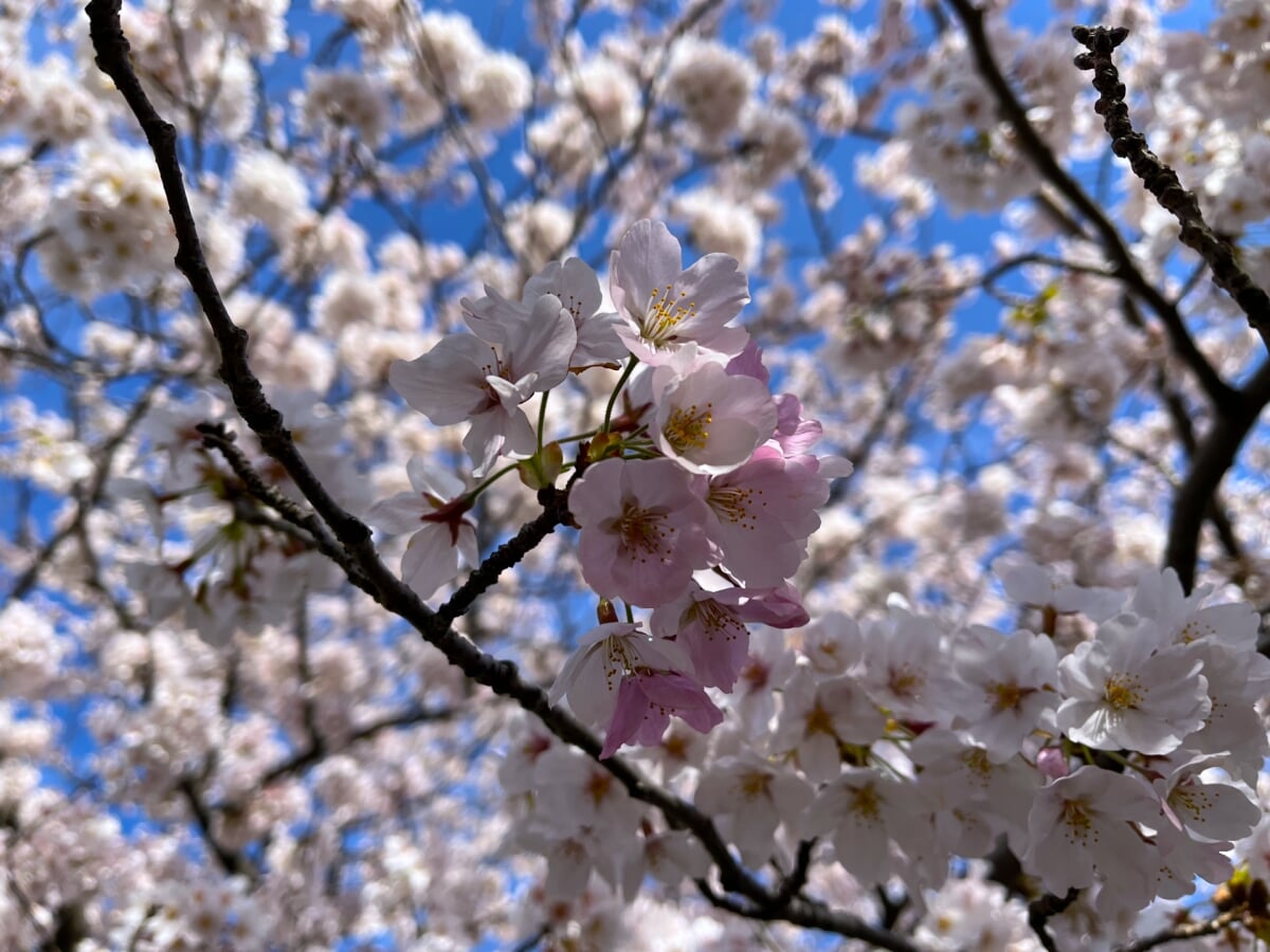 九華公園(桑名城跡)の写真2