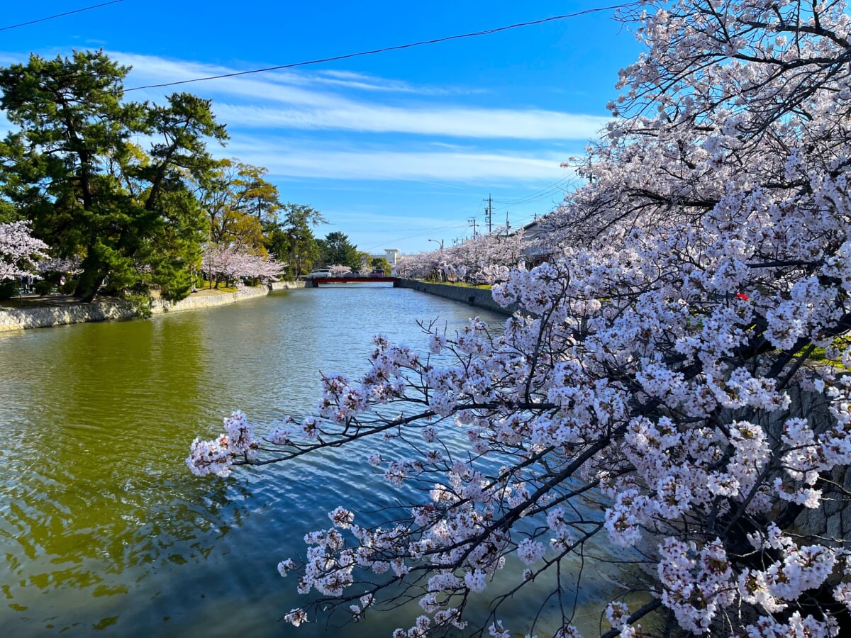 九華公園(桑名城跡)の写真4