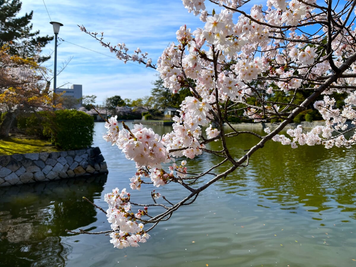 九華公園(桑名城跡)の写真7
