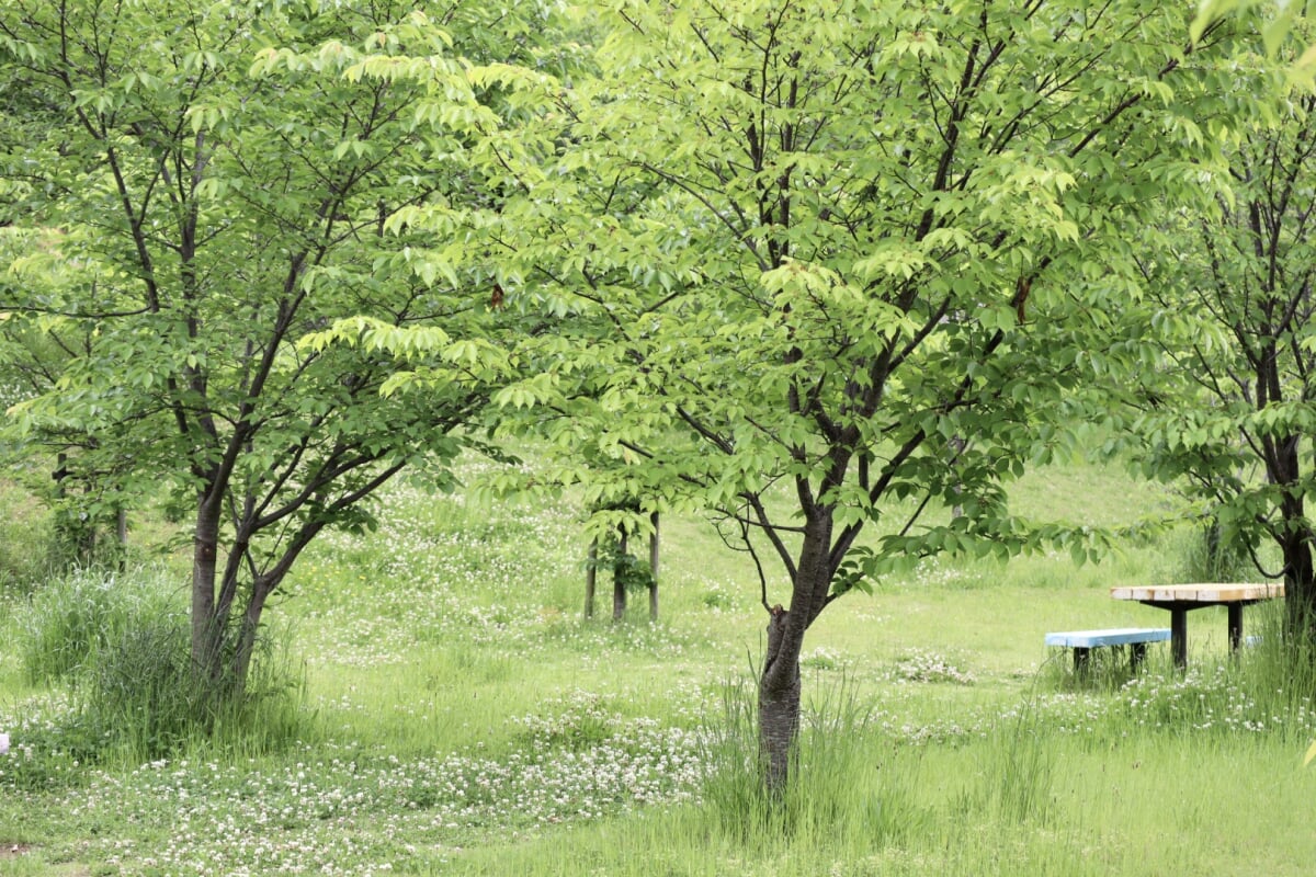 黒鳥山公園の写真1