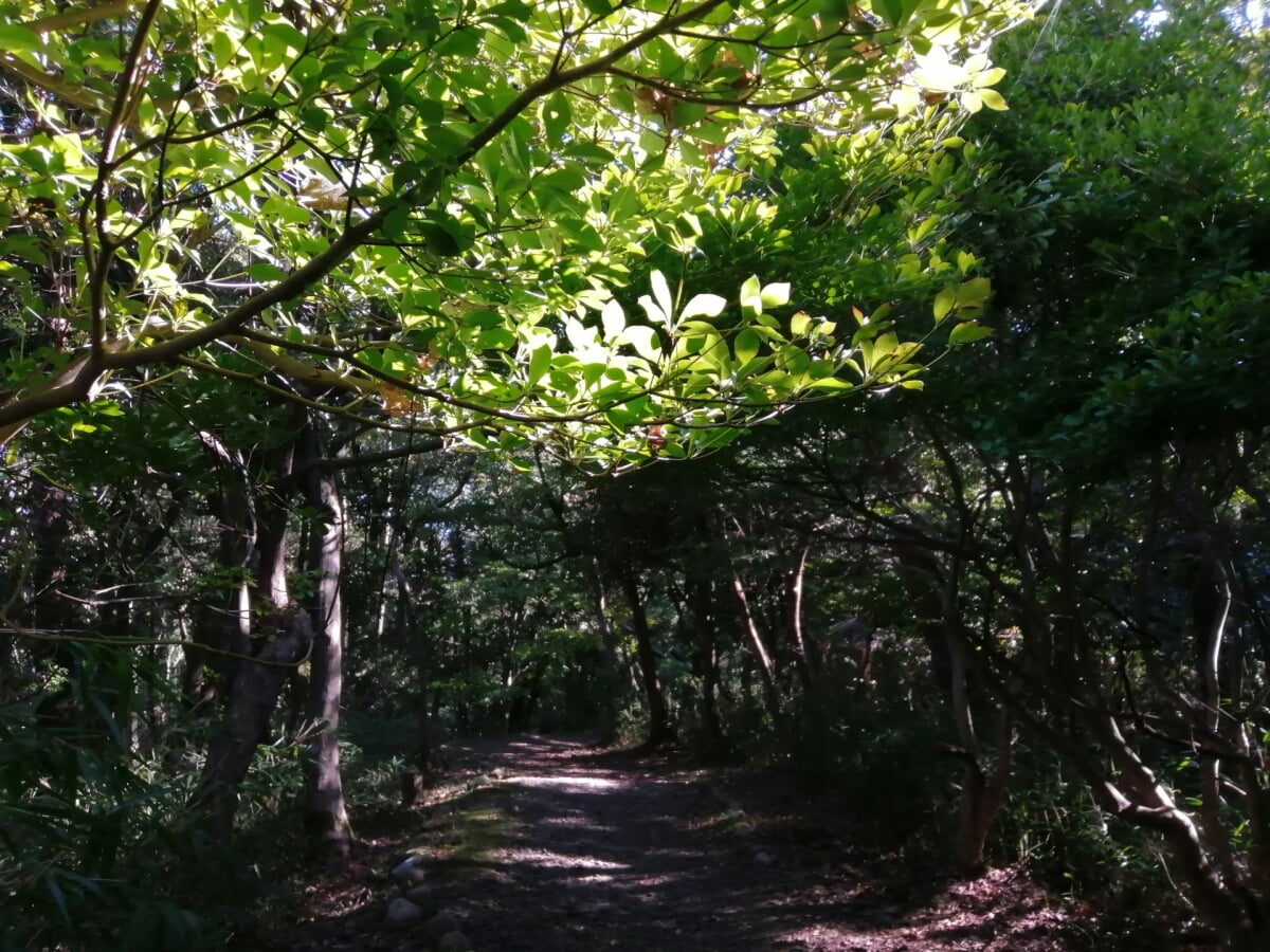 三重県民の森の写真3