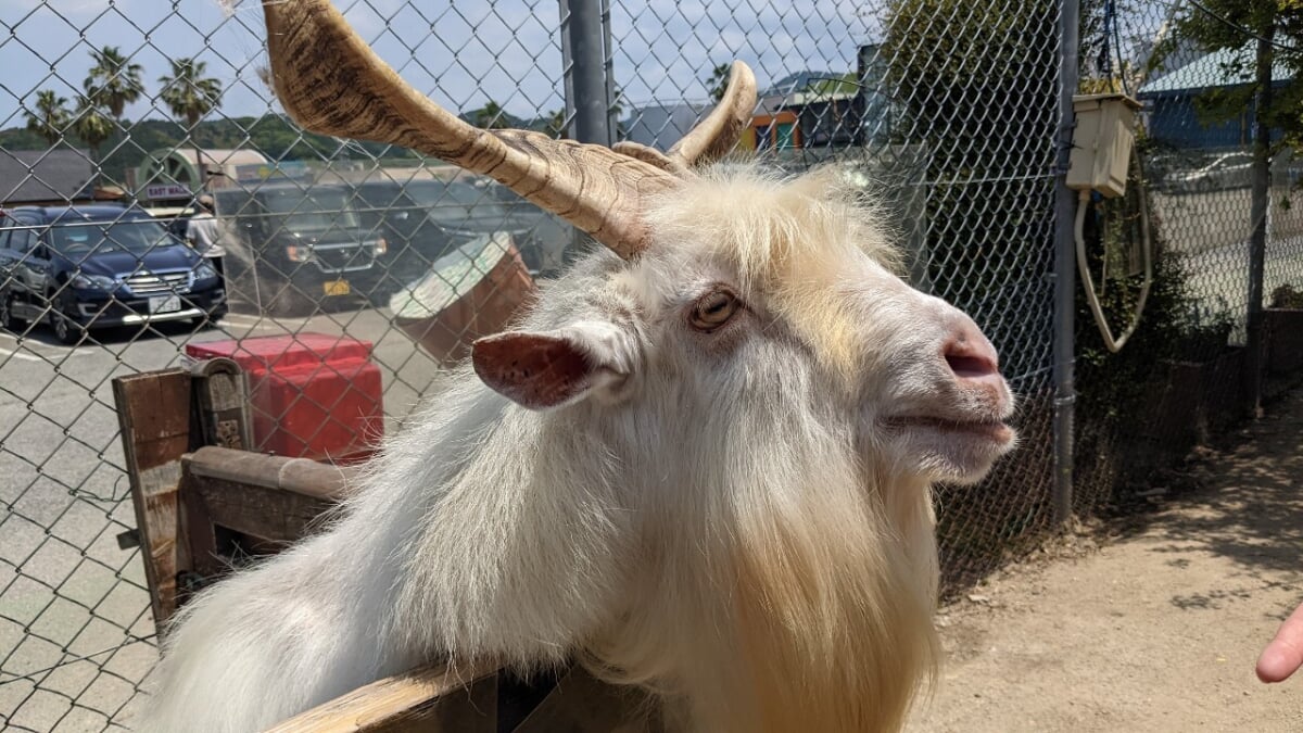 トリアスふれあい動物園の写真1