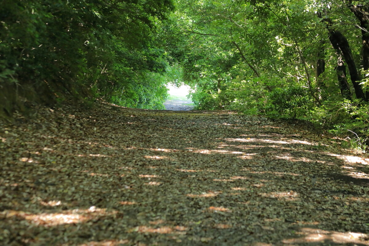 新海池公園の写真6