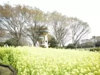 菜の花台