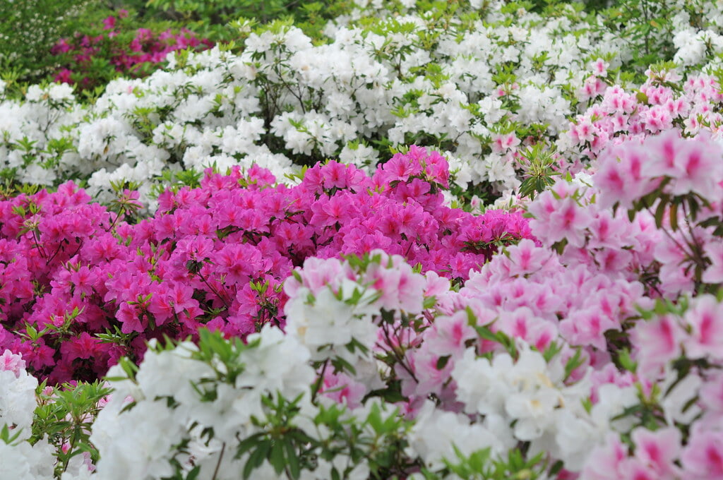 勝盛公園の写真3