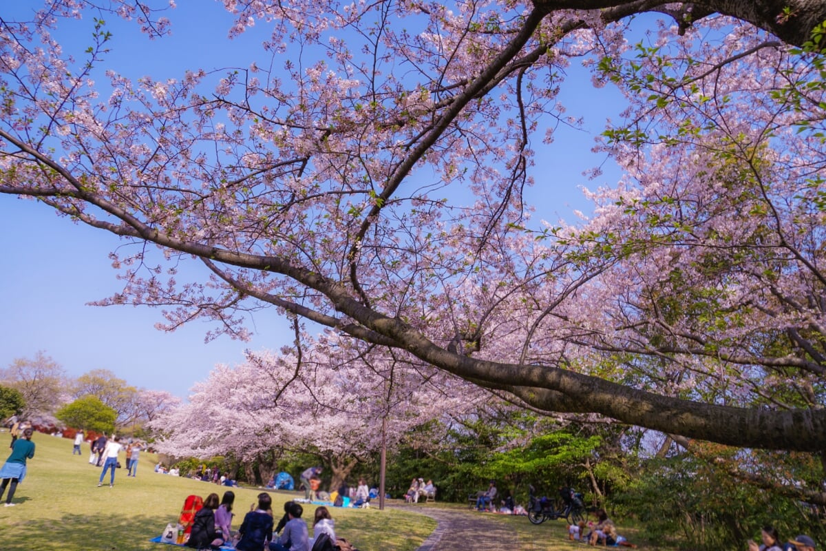 本牧山頂公園の写真2