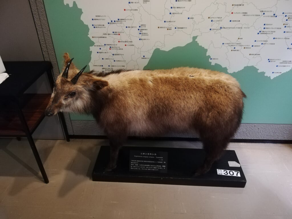 岐阜県博物館の写真4