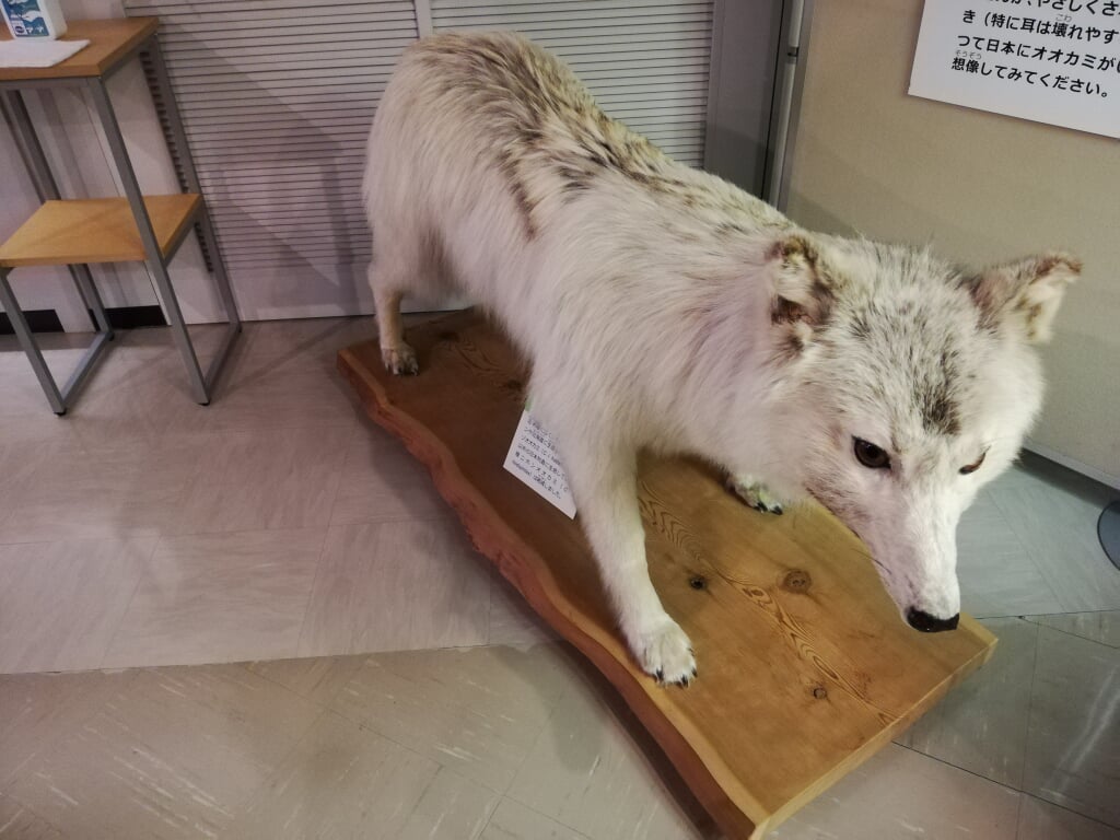 岐阜県博物館の写真12