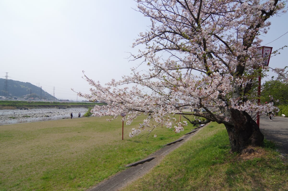 武丈公園の写真1