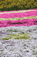 鼻高展望花の丘