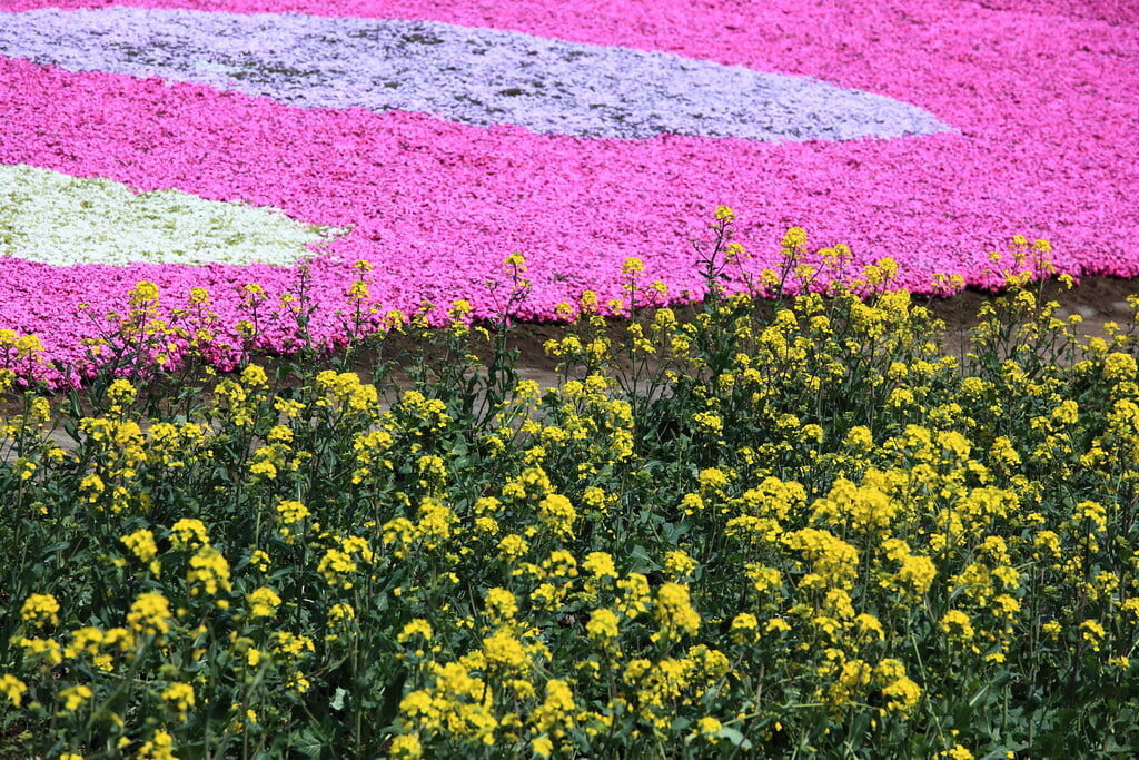 鼻高展望花の丘の写真4