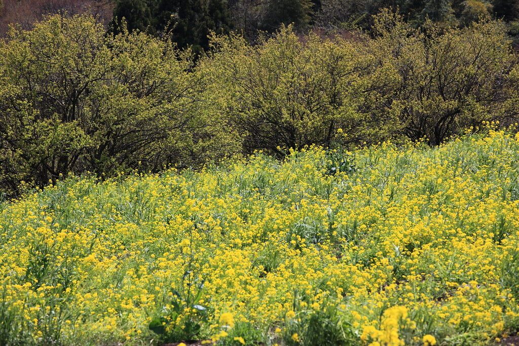 鼻高展望花の丘の写真5