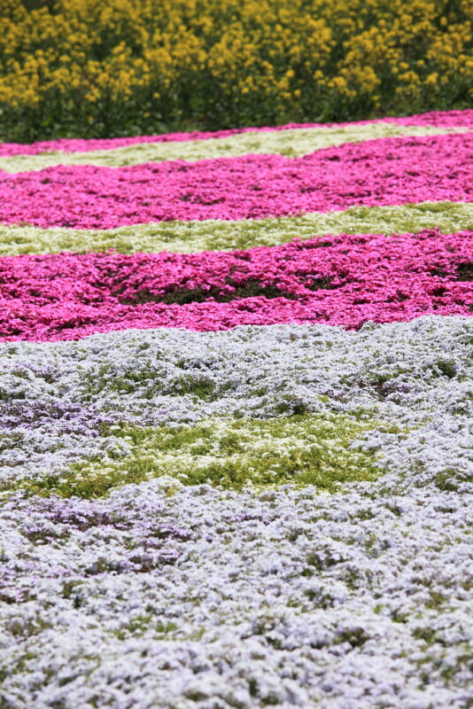 鼻高展望花の丘の写真1