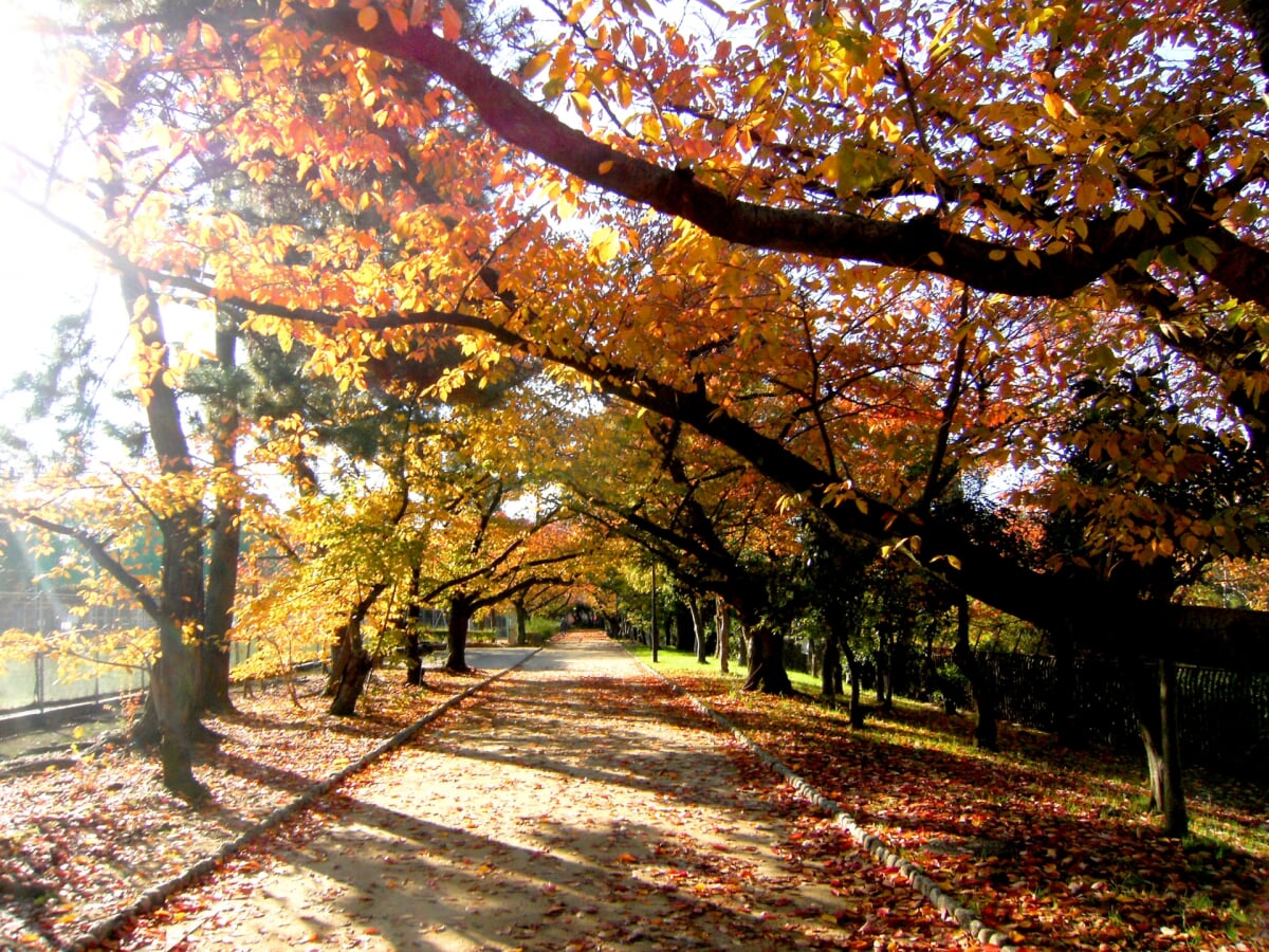 猪名川公園の写真2