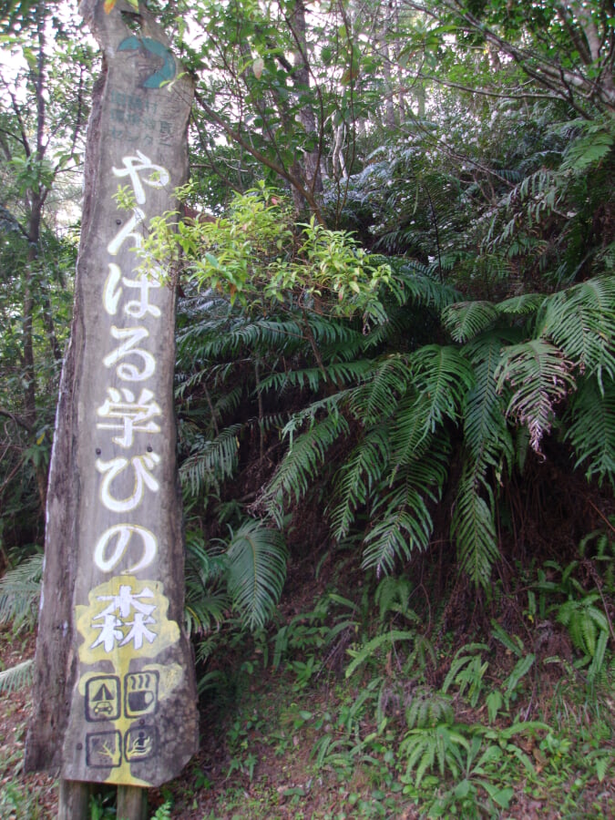 やんばる学びの森の写真3