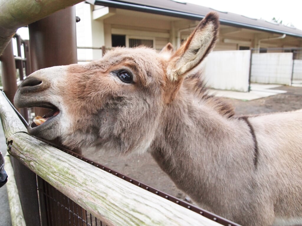 大島公園動物園の写真2