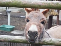 大島公園動物園