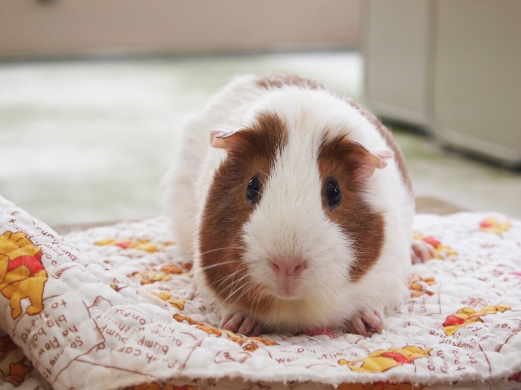 大島公園動物園の写真3