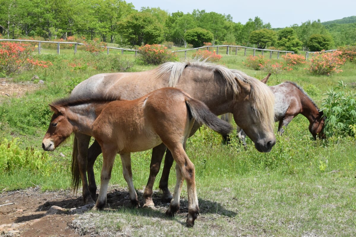 安比高原の写真2