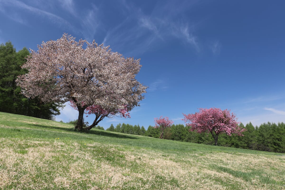 安比高原の写真4