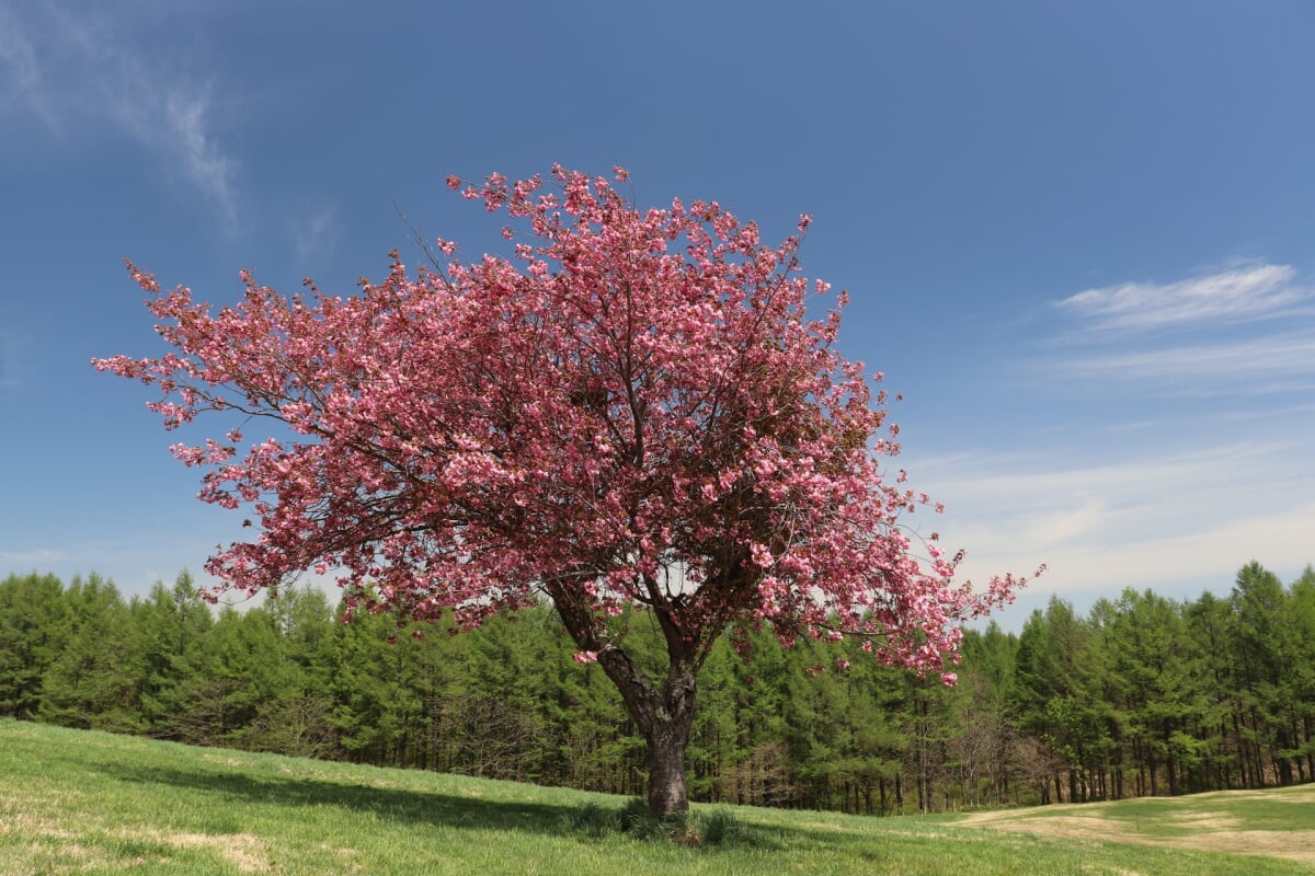 安比高原の写真8