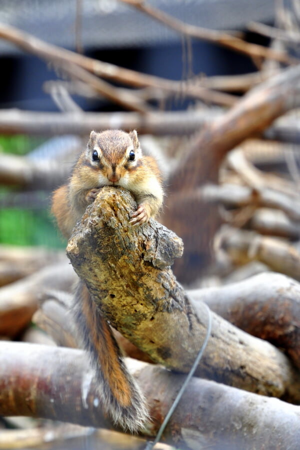 アルプス公園 小鳥と小動物の森の写真3