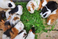 アルプス公園 小鳥と小動物の森