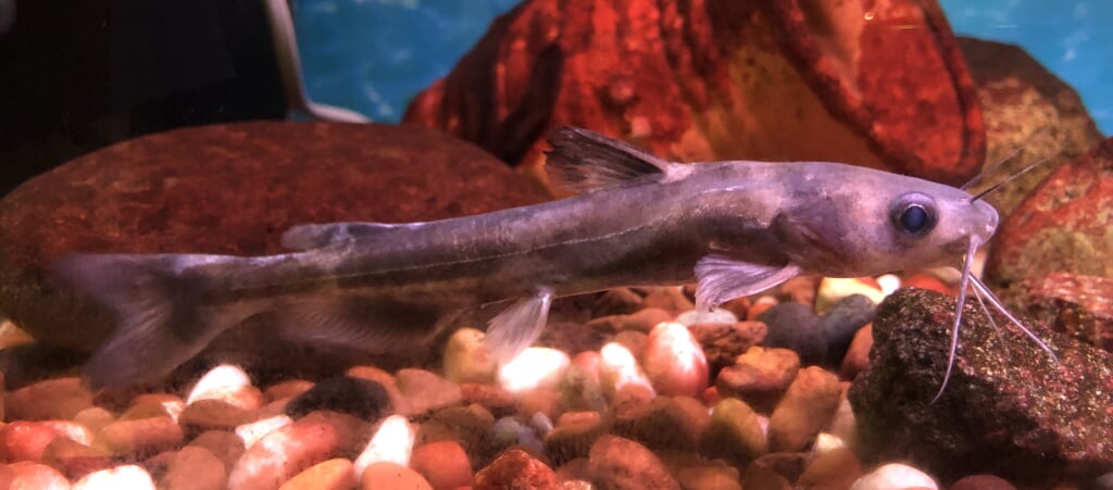 高千穂峡淡水魚水族館の写真2