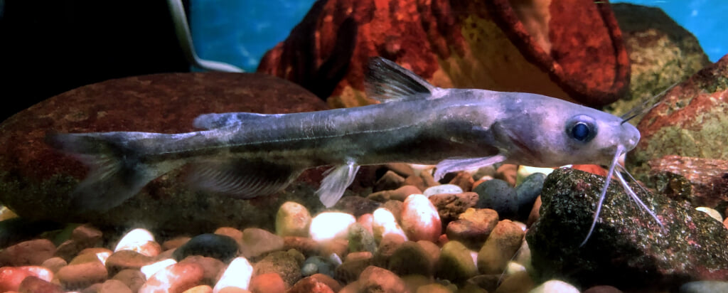 高千穂峡淡水魚水族館の写真3
