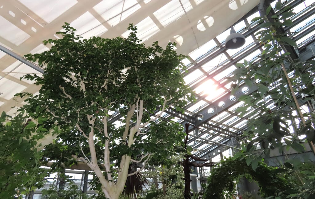 南砺市園芸植物園フローラルパークの写真2