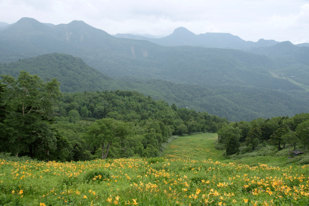 東館山高山植物園の写真3
