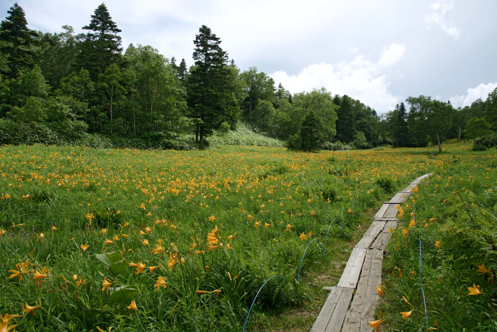 東館山高山植物園の写真1