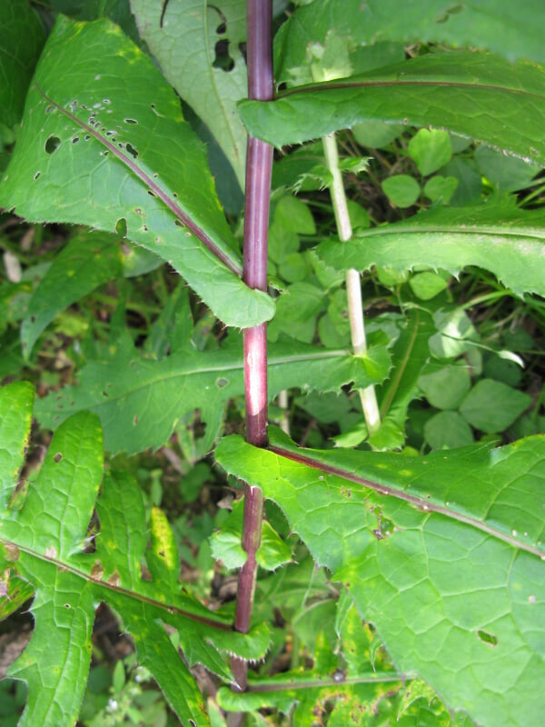 山形市野草園の写真3