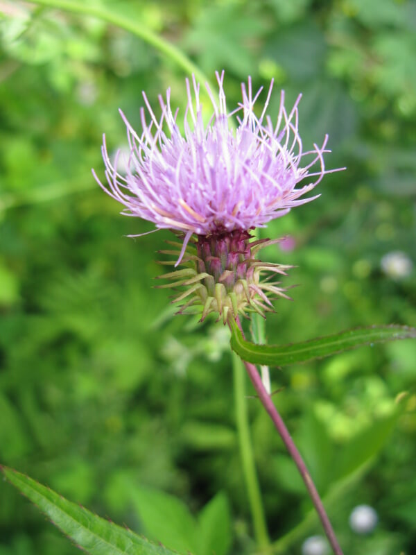 山形市野草園の写真6