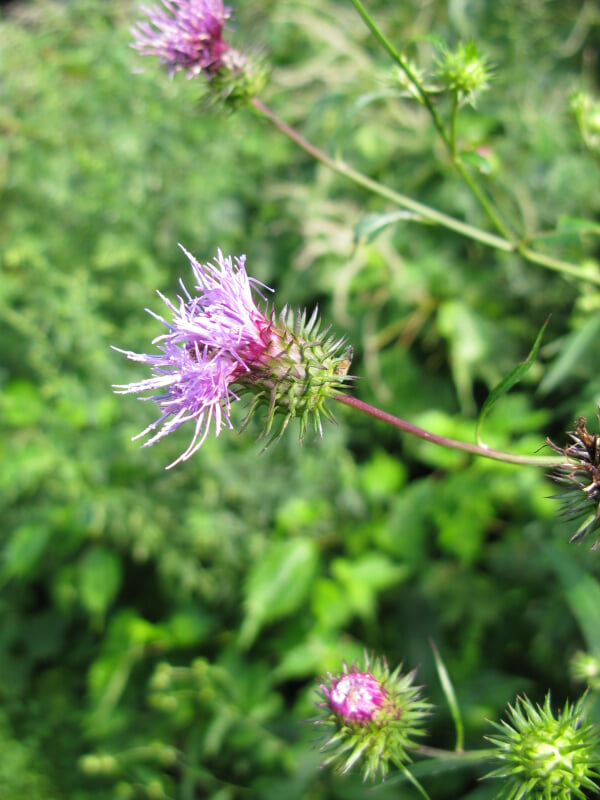 山形市野草園の写真7