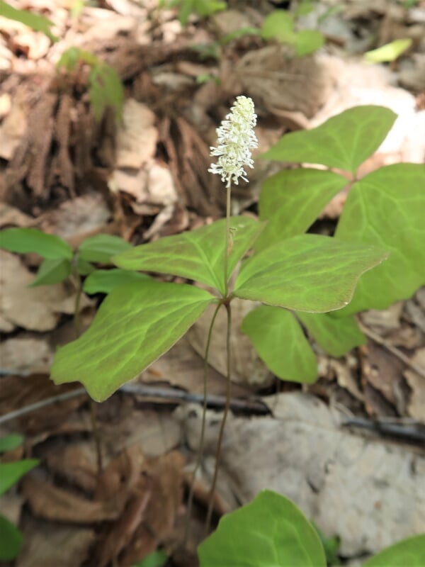 山形市野草園の写真8