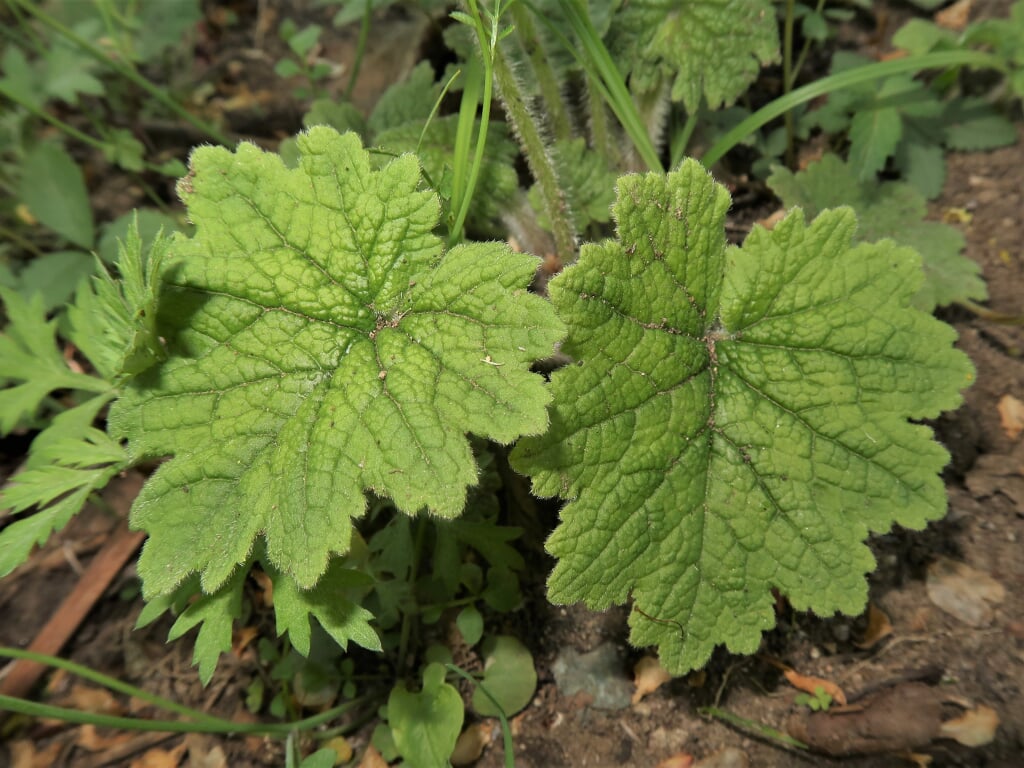 山形市野草園の写真9