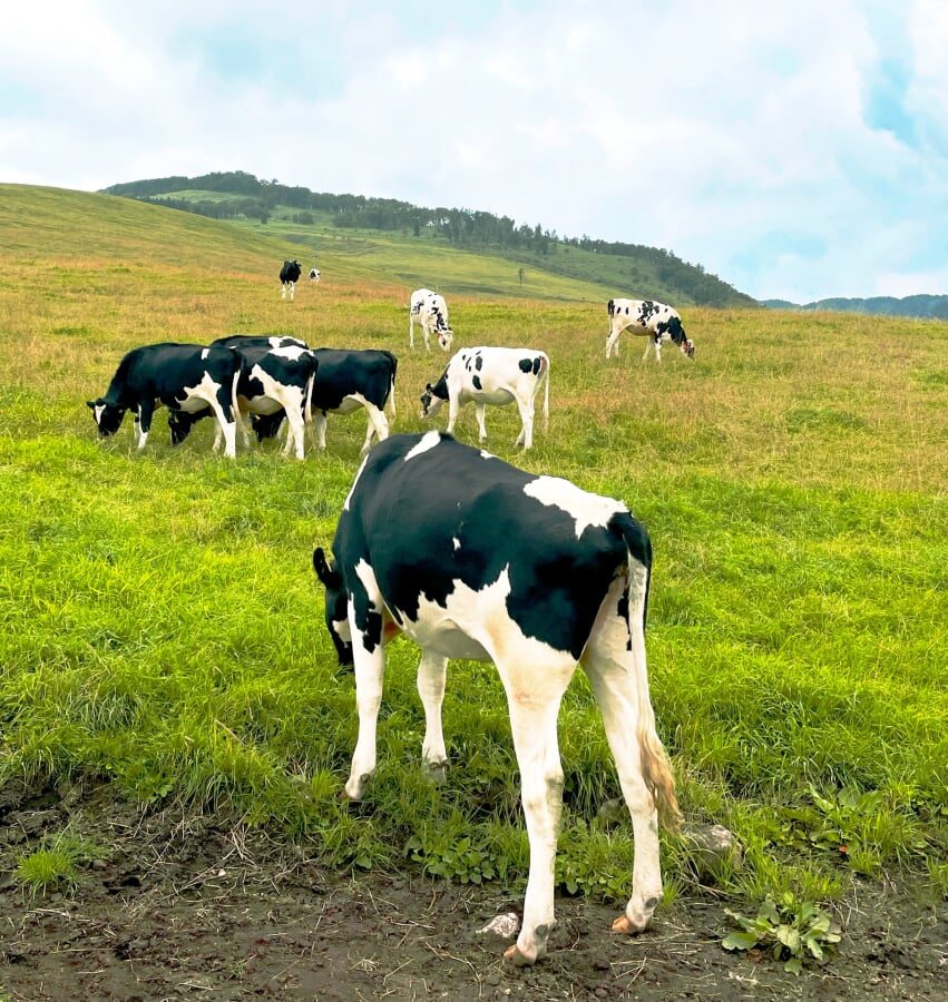 ナイタイ高原牧場の写真5