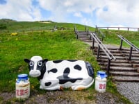 ナイタイ高原牧場