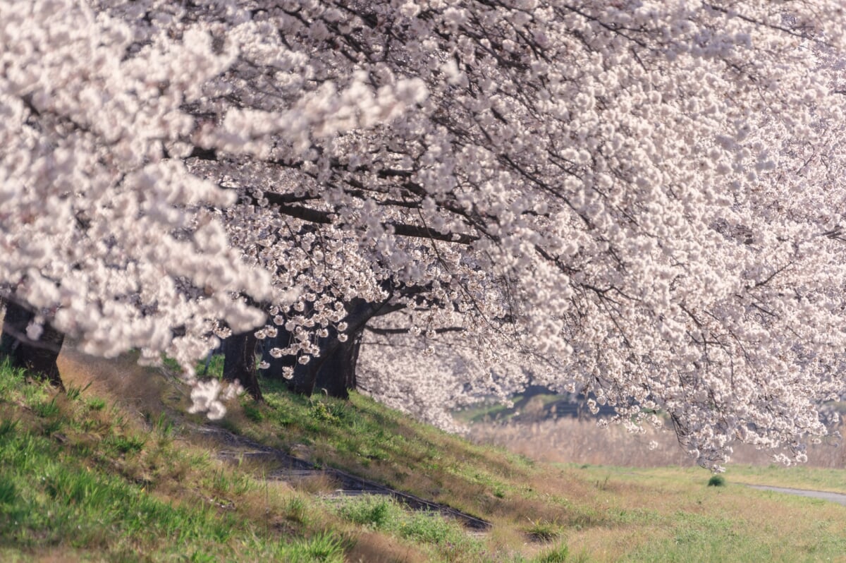 こだま千本桜の写真1