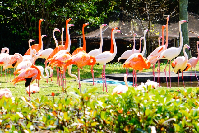 海の中道海浜公園の写真8