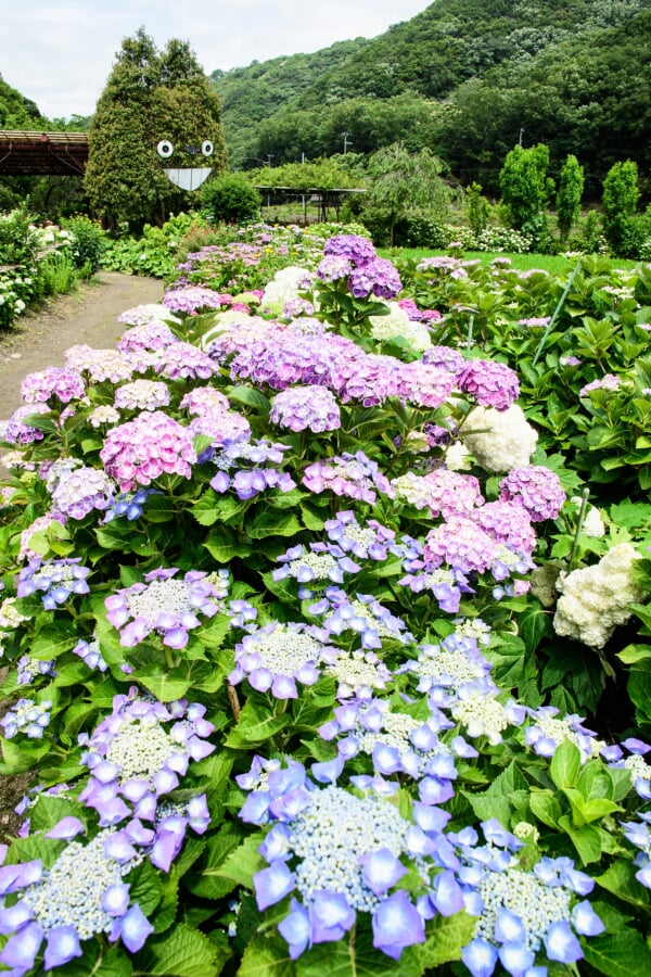 あわじ花山水の写真3