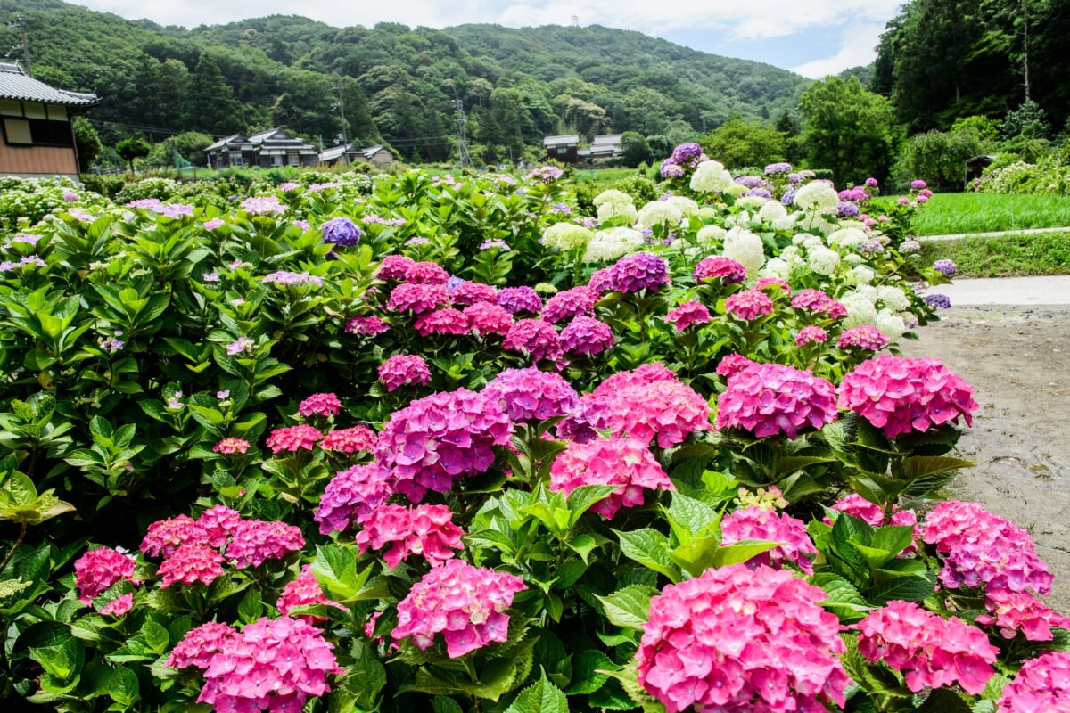 あわじ花山水の写真4