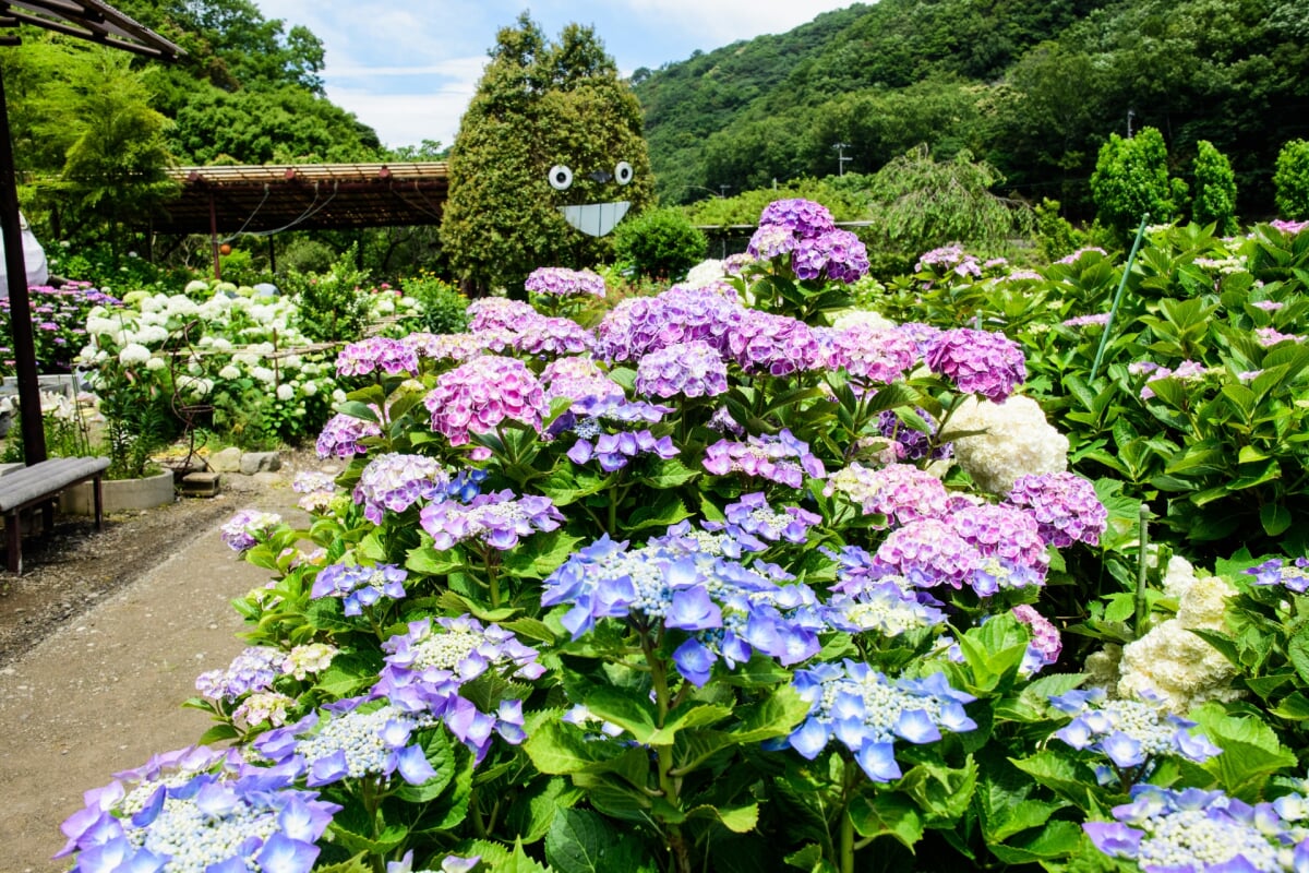 あわじ花山水の写真1