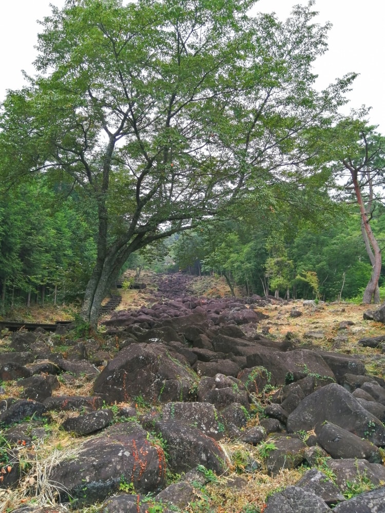 フォレストパーク神野山の写真3