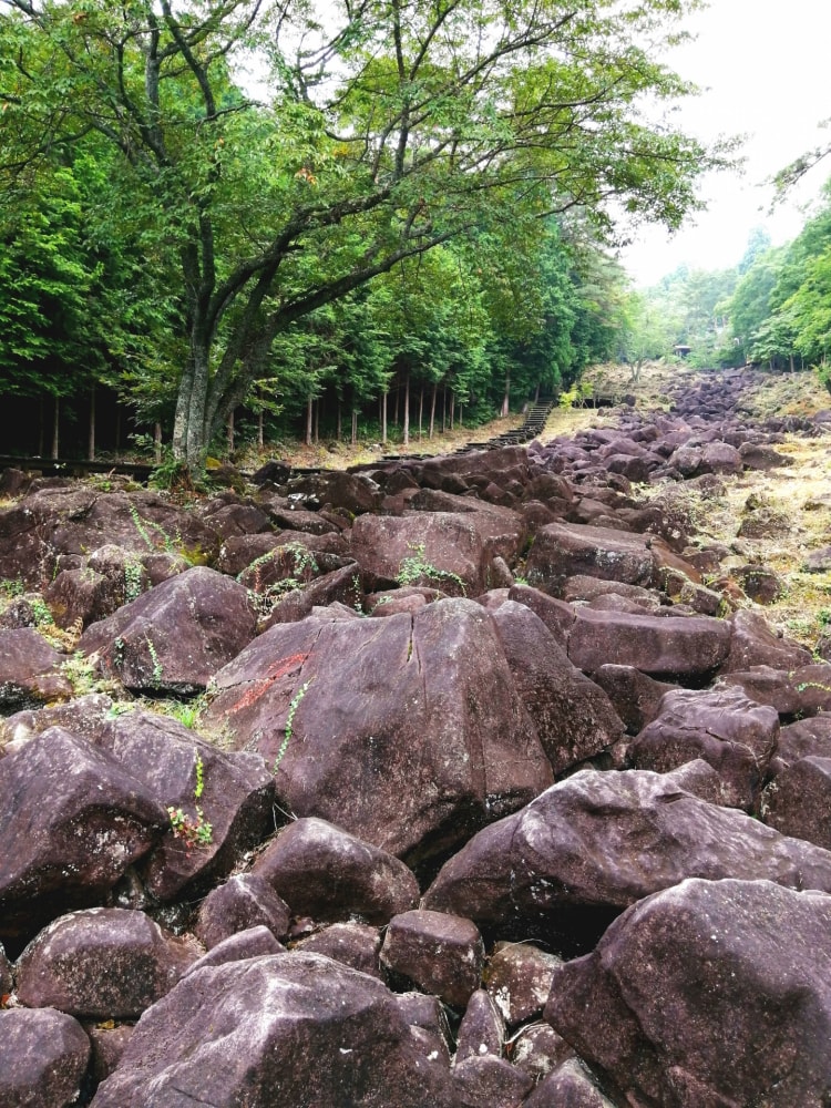 フォレストパーク神野山の写真4