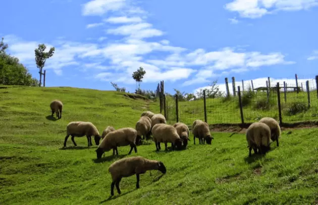 フォレストパーク神野山の写真1