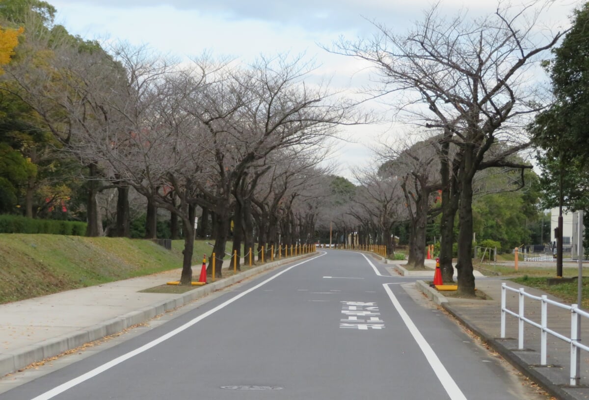 市原緑地運動公園の写真1